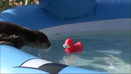 две малки Видри се учат да плуват