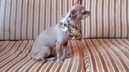 Чихуахуа-мутра! Chihuahua-mobster!