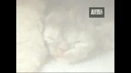 Ultimate Animal Moms - Mammals