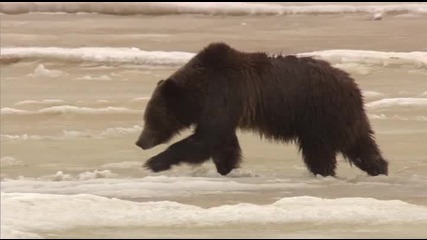 Превод! Малки мечета оцеляват в лютата зима на Йелоустоун. 