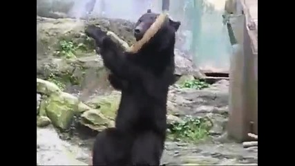 Кунг Фу Мечка.. 