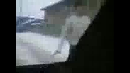 Любо Гони Рено 5смях :d 