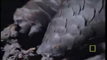 What In The World Is A Pangolin... 