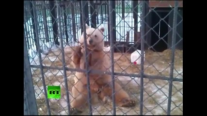 Руската мечка показва своите кунг-фу умения