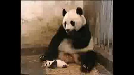 Малка кихаща панда 