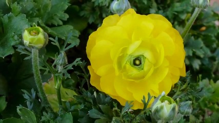 Ernesto Cortazar - Tonight You Ll Be Mine - Beauty In The Garden - For My Special Friend