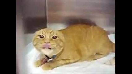 Доста назлобена котка