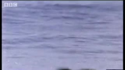 Size is Everything Bull Elephant Seals - Battle of the Animal Sexes - Bbc 