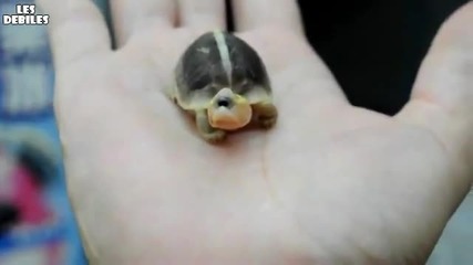 малка костенурка с 1 око ; ( 