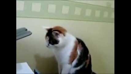 Котка си играе с принтер