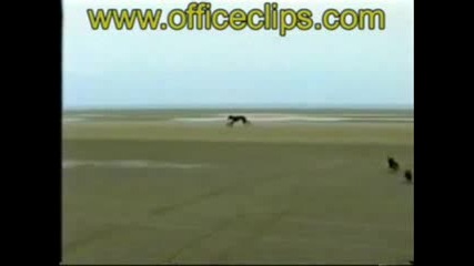 Някои Кучета Са Много Прости
