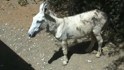 Разходка във Bonaire, Холандски Антили 