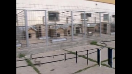 Приютите няма да решат проблема с бездомните кучета, смята германски експерт
