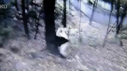 "панда как реагира по време на Земетресението "2013