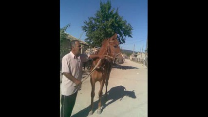 senur16