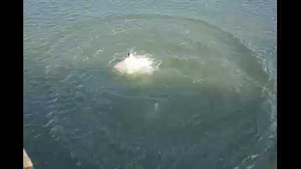 Скок с Вмх в водата