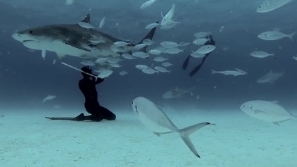 Freediving with - Tiger Sharks