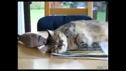 Зарибена птица досажда на котка:)
