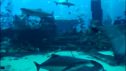 Aquarium Atlantis Palm Jumeirah, United Arab Emirates 