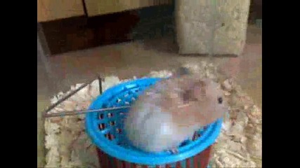My hamsters - ` Antonio - Christmas and Tiffany ` 