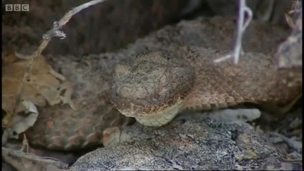 Rattlesnake eating a lizard part 1 - Bbc 