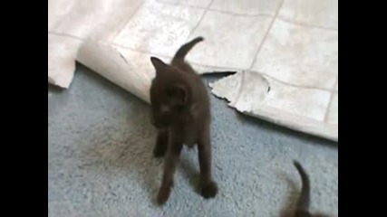 Шоколадови Сладурчета