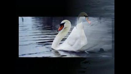 Нежност в бяло