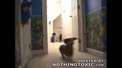 Stupid Dog