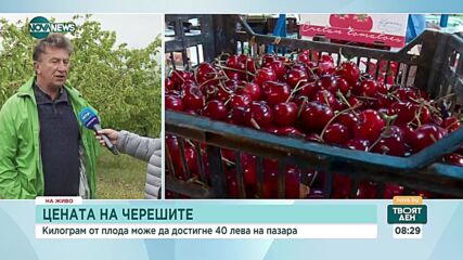 Ще поскъпнат ли българските череши