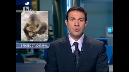 Застреляха мечка избягала от зоопарка в Айтос