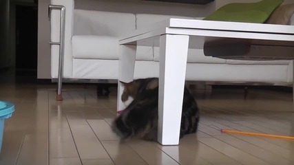 Дебелото коте Мару .. Скитосва