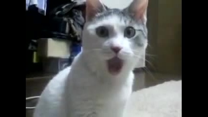 Котка Без Глас