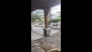 Любопитна мечка отвори входната врата на къща в Колорадо (ВИДЕО)