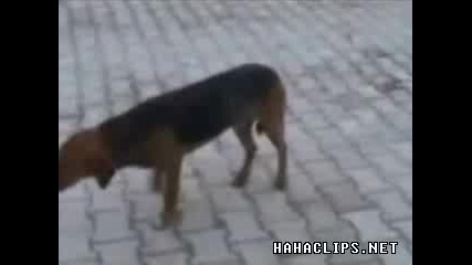 Танцуващо куче