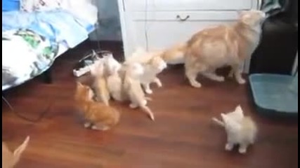 Tова беше истинска организирана група! Само вижте реакцията на тези котета, когато майка им изтропа!
