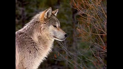 Ritchie Blackmore - Rainbow - Wolf To Moon