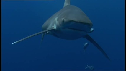 Дългокрила акула 