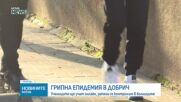 И Добрич обяви грипна епидемия