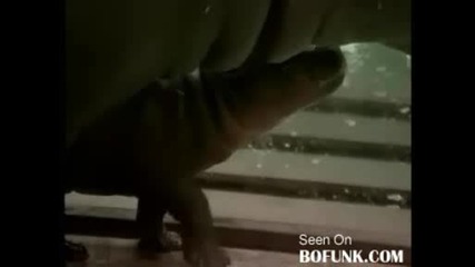 Много Сладко Бебе Хипопотамче