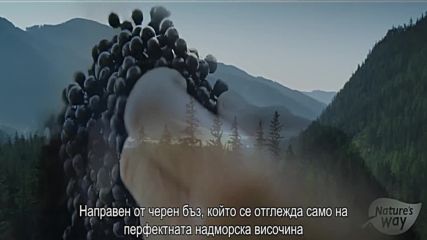 Самбукус на Nature's Way - реклама