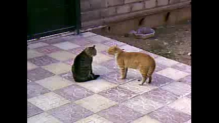 Две луди котки се карат