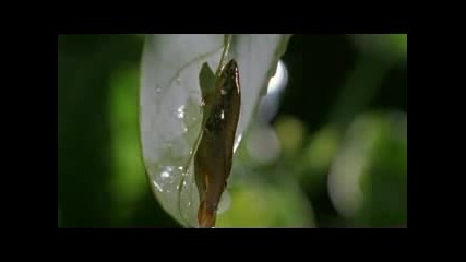 BBC - Велики моменти от природата -01