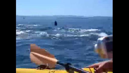 Хора на каяци сред китове убийци реално видео