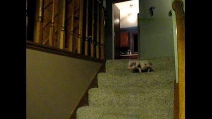 Hamlet the Mini Pig - Goes Down the Stairs