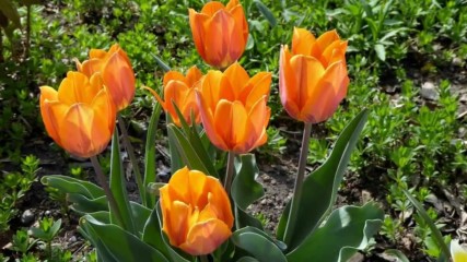 Spring Is Nearly Here - The Shadows