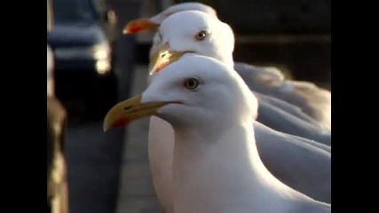 Seabird .. превод .. Chris Rea