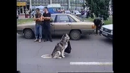 Сибирско хъски