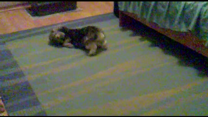 Кученце си играе с топка!!;dd 