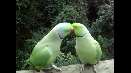 Папагалчета си разговарят