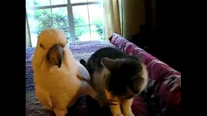 Странната любов между папагал и котка